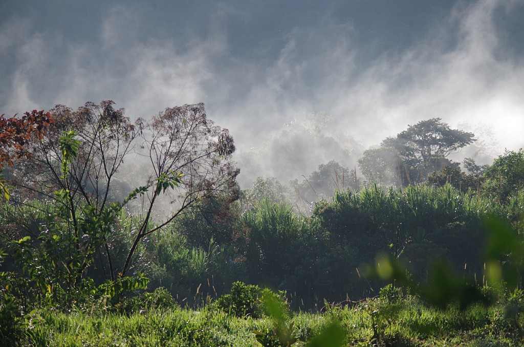 The Ecuadorian cloud forest at Mindo.